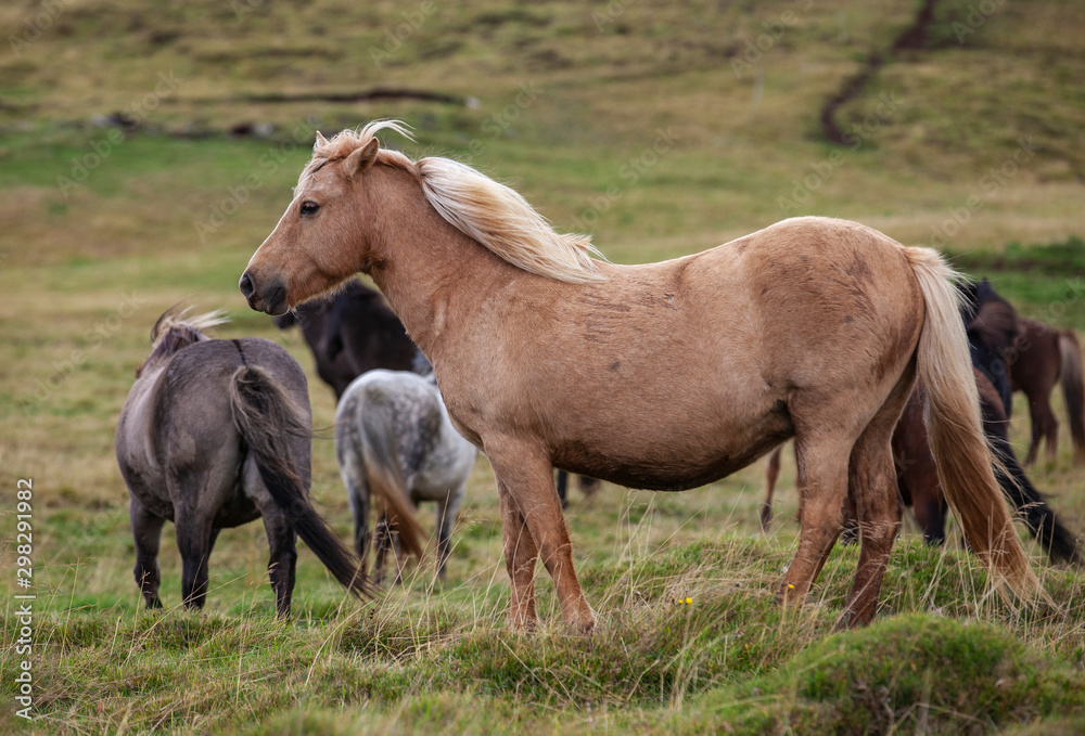 Flock of Island ponies with flying mane on a pasture in northern Iceland