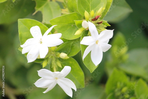 white flower