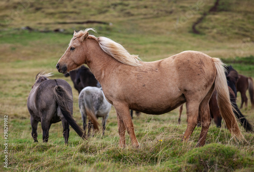 Flock of Island ponies with flying mane on a pasture in northern Iceland © Uwe