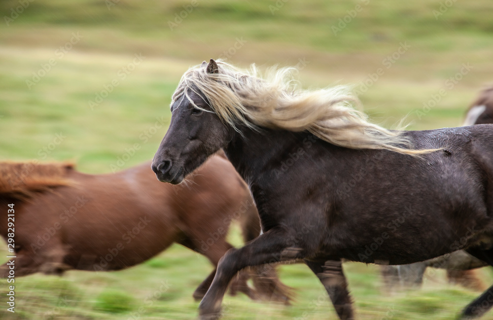Flock of Island ponies with flying mane on a pasture in northern Iceland Flock of Island ponies with flying mane on a pasture in northern Iceland