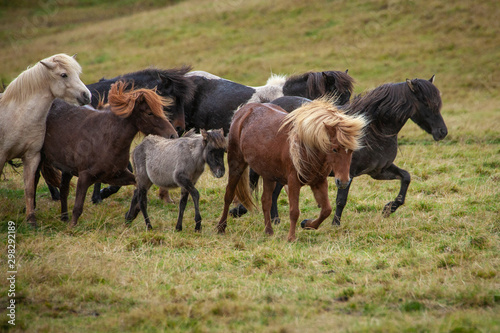 Flock of Island ponies with flying mane on a pasture in northern Iceland © Uwe