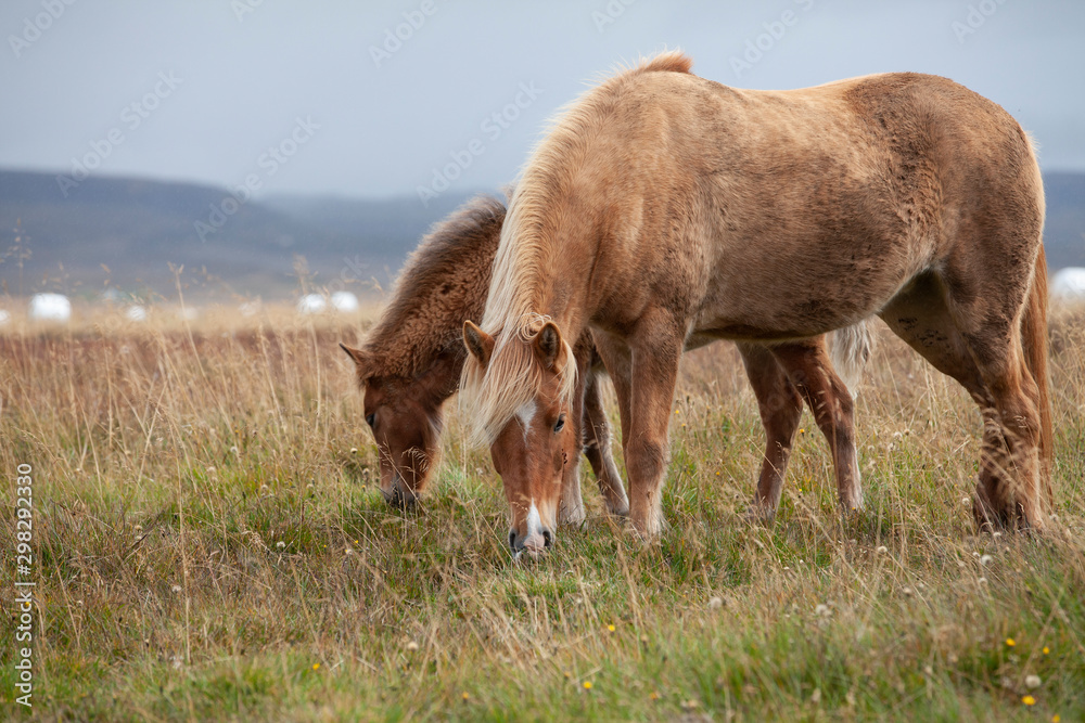 Flock of Island ponies with flying mane on a pasture in northern Iceland Flock of Island ponies with flying mane on a pasture in northern Iceland