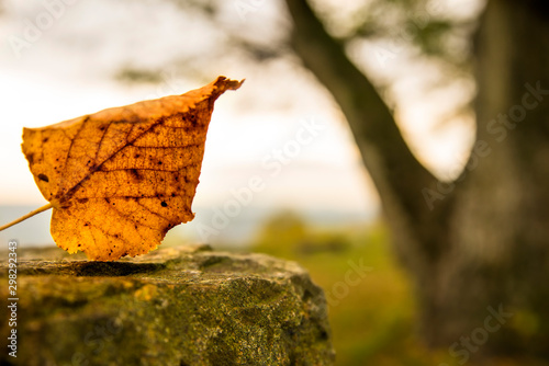 autumnal painted leaf on a castle wall with bald tree in the background © hjschneider