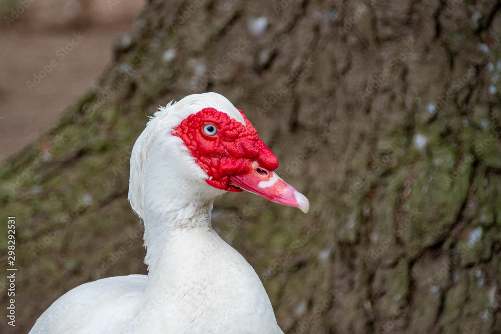 Gans Gans