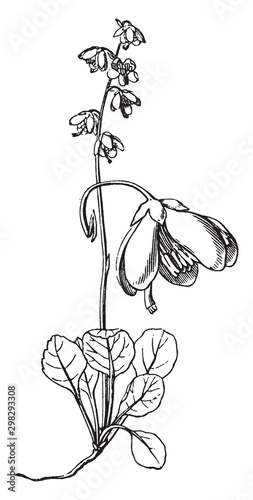 Wintergreen vintage illustration.