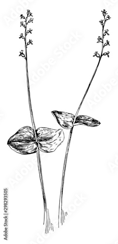 Heart-Leaved Twayblade vintage illustration.
