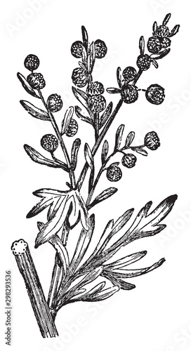 Wormwood vintage illustration.