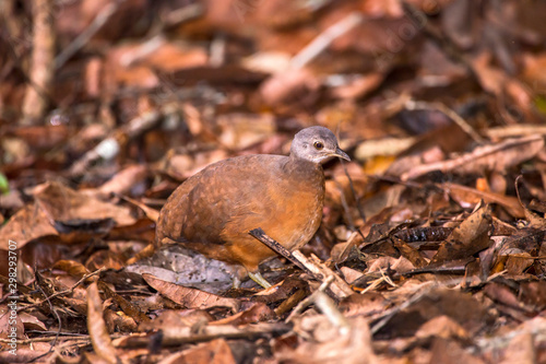 Little Tinamou photographed in Linhares  Espirito Santo. Southeast of Brazil. Atlantic Forest Biome. Picture made in 2013.