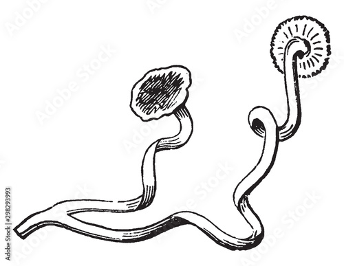 Virginia Creeper Tendrils vintage illustration.