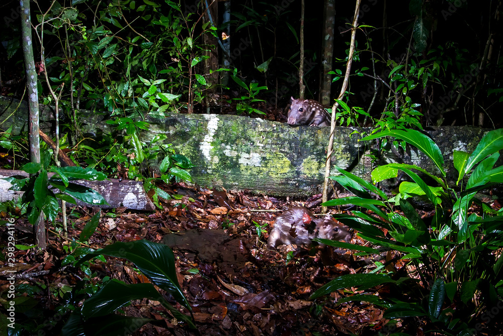 Lowland paca photographed in Linhares, Espirito Santo. Southeast of Brazil. Atlantic Forest Biome. Picture made in 2013. Lowland paca photographed in Linhares, Espirito Santo. Southeast of Brazil. Atlantic Forest Biome. Picture made in 2013.
