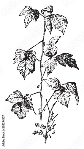 Poison Ivy vintage illustration.