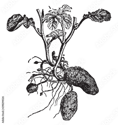 Potato vintage illustration.