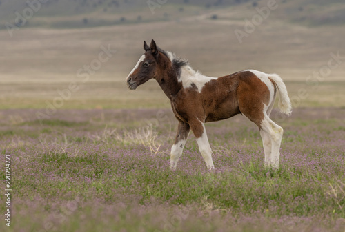 Wild Horse Foal in Spring in the Utah Dessert