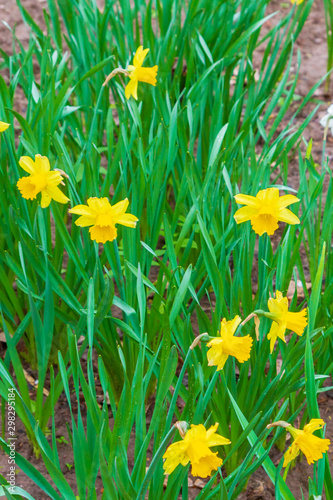 Yellow flowers daffodils grow in the garden in early spring