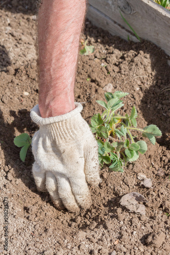 An elderly man transplants strawberries in the garden in the spring