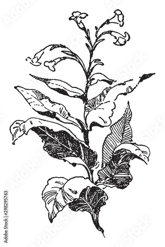 Tobacco, plant, Native, Americans vintage illustration.