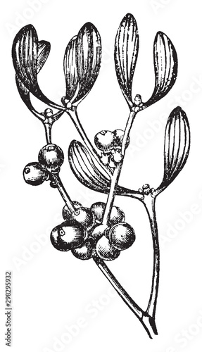 Mistletoe vintage illustration.