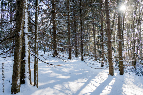 Sunshine through a winter forest