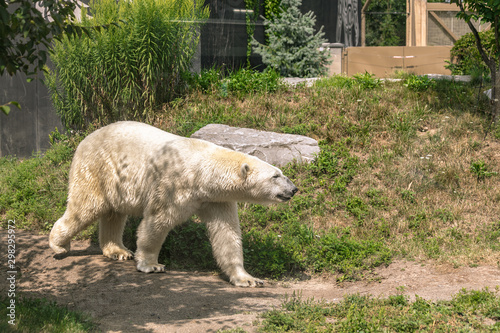 Polar bear at Buffalo Zoo