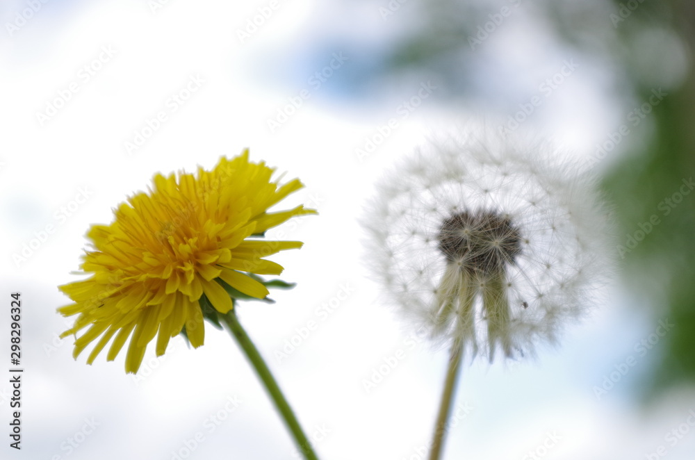Old and new dandelion with white background Old and new dandelion with white background