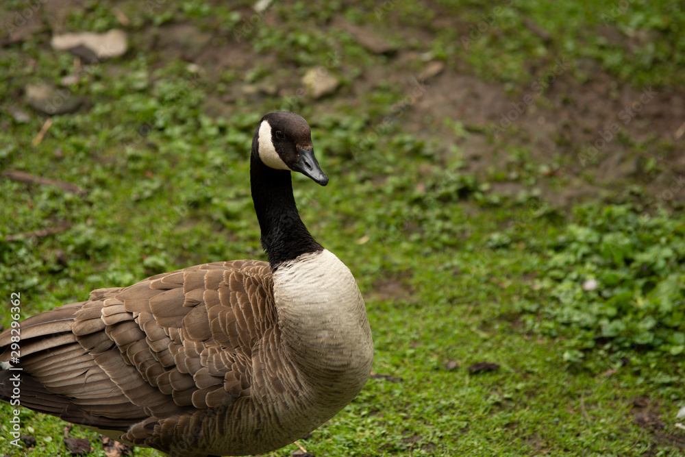 Ducks om the countryside in Belgium Ducks om the countryside in Belgium