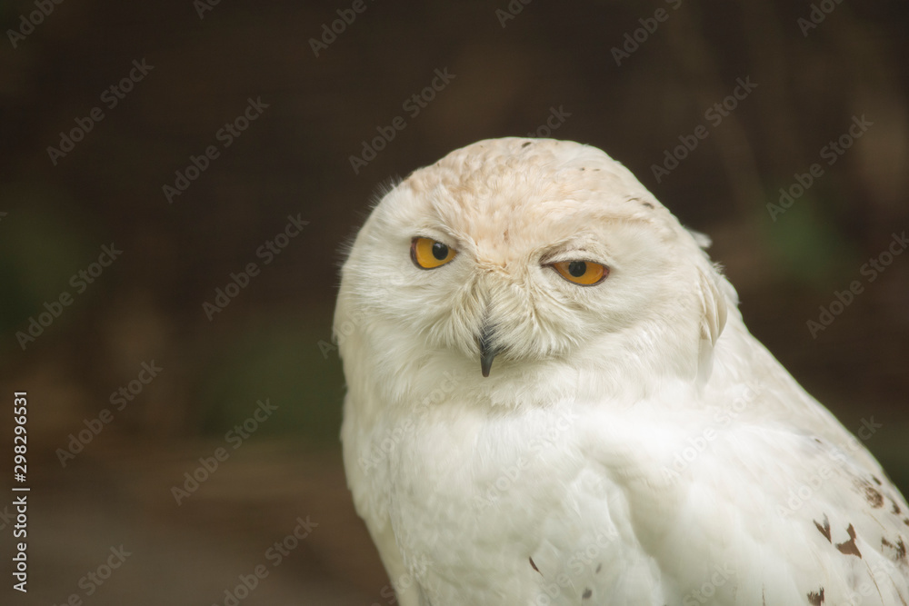 white owl lying in the ground