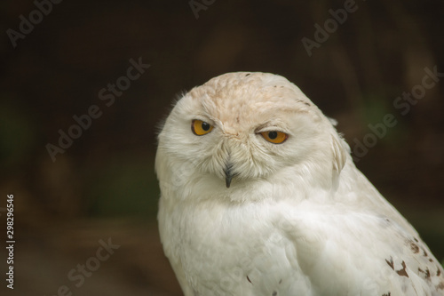 white owl lying in the ground