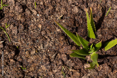 Top view of young Aloe Vera plant in soil
