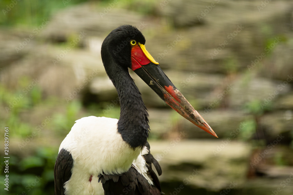Jabiru long beak