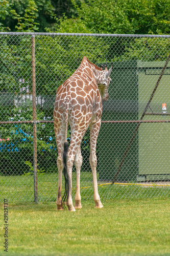 Photography Giraffe at Buffalo Zoo