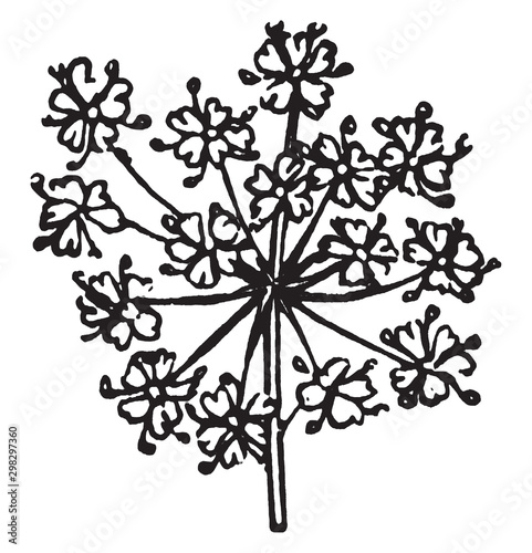 Poison Hemlock vintage illustration.