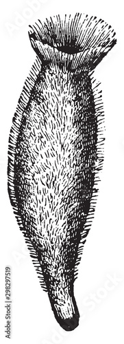 Sponge, vintage illustration.