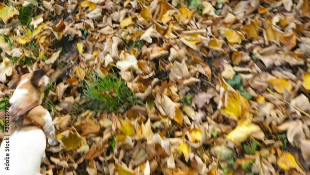 Dog running autumn park leaves. Top view. video footage Dog running autumn park leaves. Top view. video footage