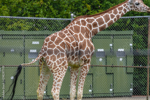 Photography Giraffe at Buffalo Zoo