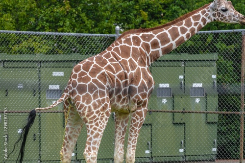 Photography Giraffe at Buffalo Zoo