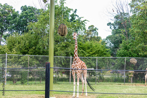 Photography Giraffe at Buffalo Zoo