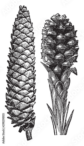 Pinecones vintage illustration.