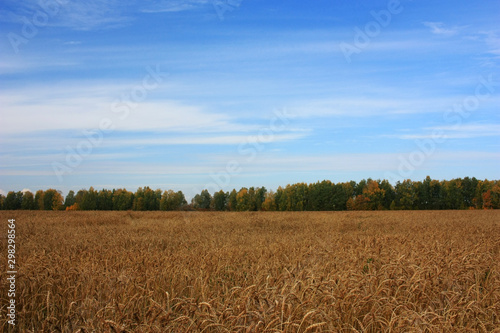 Field of ripe ears of wheat