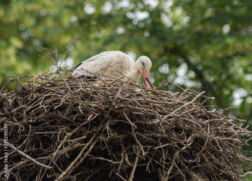 stork on her nest in belgium