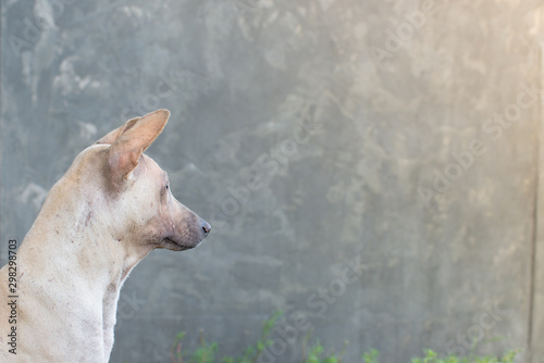 Bilde på lerret watchdog guarding home turn and looking at right side with loft concrete wall st