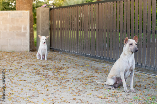 two white dirty Thai watchdog one looking right one blur guarding in front of brown wooden rolling fence in home front with falling yellow leaves on the floor with green grasses stock photo