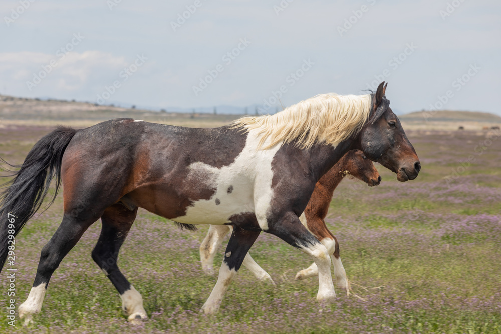 Fototapeta premium Wild Horse Mare and Foal in Spring in the Utah Desert