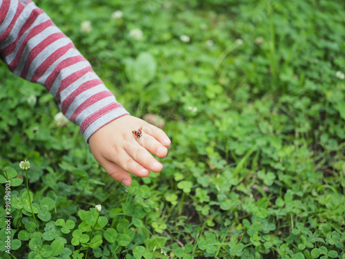 子供の手から飛び立とうとするてんとう虫