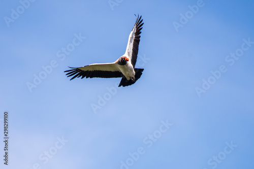 King Vulture photographed in Linhares  Espirito Santo. Southeast of Brazil. Atlantic Forest Biome. Picture made in 2013.