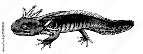Axolotl vintage illustration