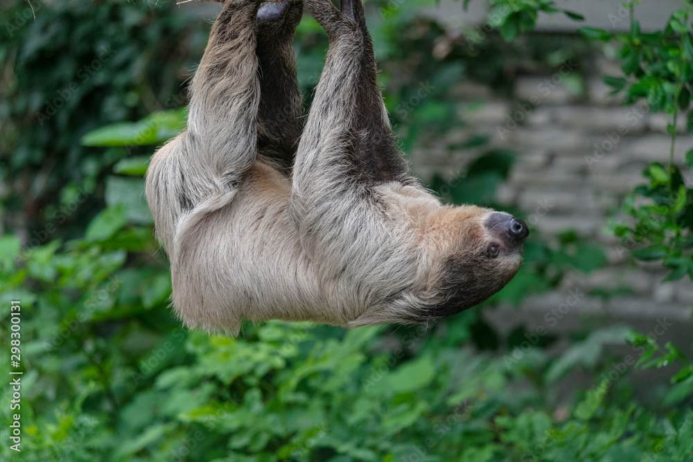 Fototapeta premium Sloth animal at Buffalo Zoo