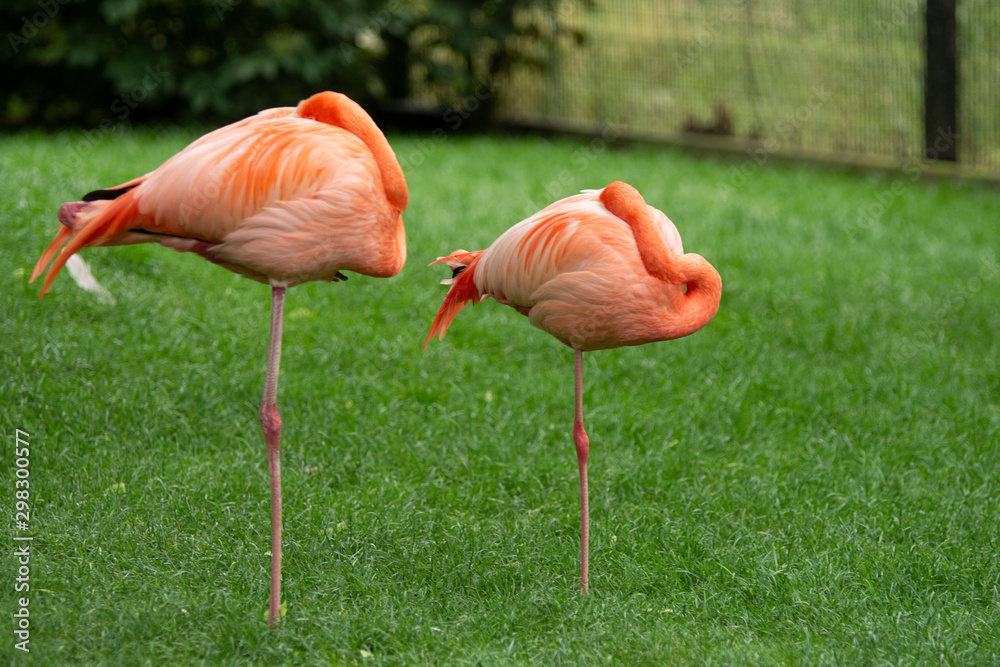 Pink flamingos standing up on one leg Pink flamingos standing up on one leg
