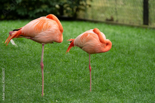 Pink flamingos standing up on one leg