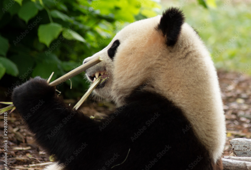 Obraz premium Panda bear eating Bamboo in Pairi daiza zoo, Belgium