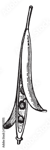 silique vintage illustration.